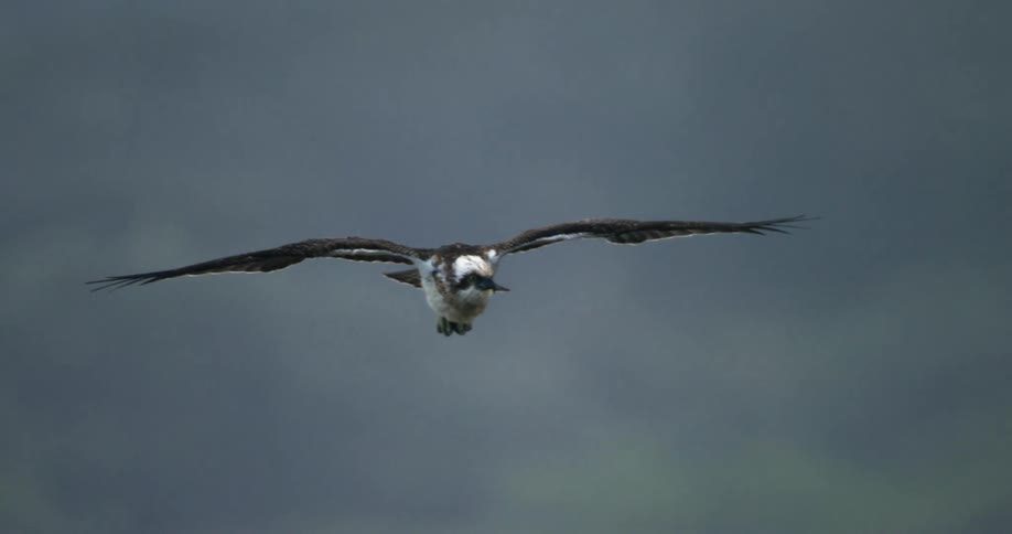 A bird is gliding in the sky