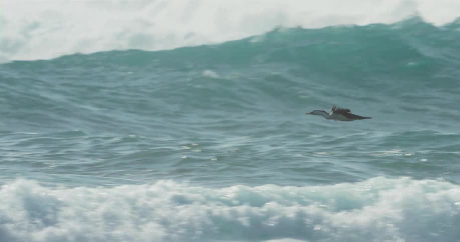 The bird is flying over the ocean waves