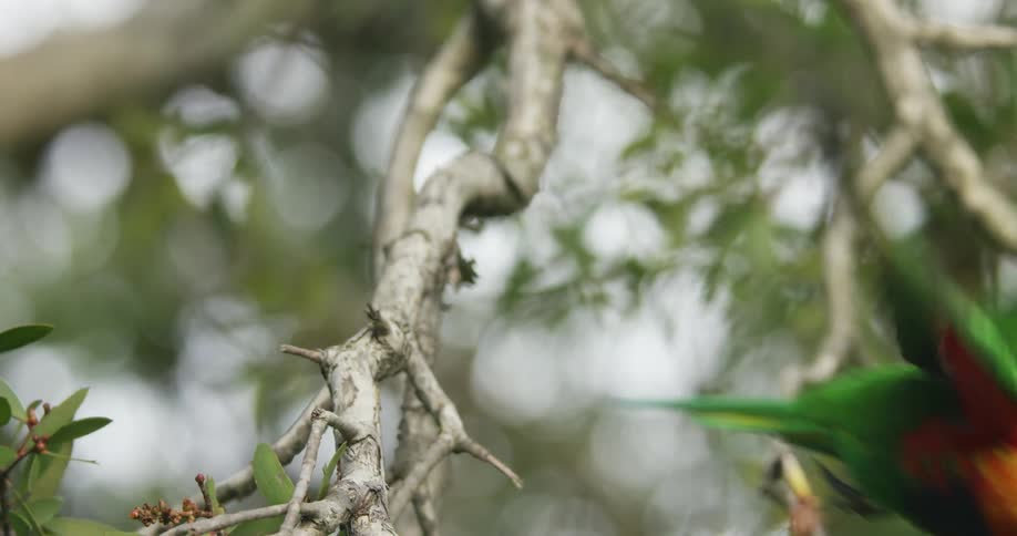 A rainbow lorikeet parrot flies off a branch shaking it