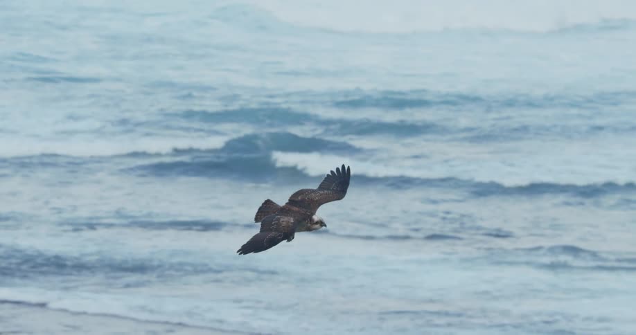 A bird soaring over ocean waves in the daytime
