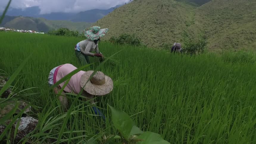 Workers gather crops in a field in the mountains