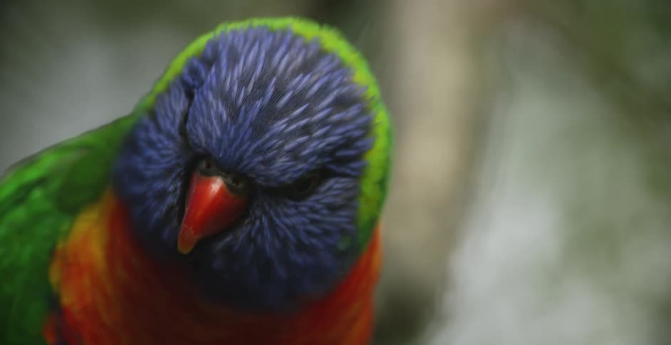 A brightly colored rainbow lorikeet parrot turns its head and chirps
