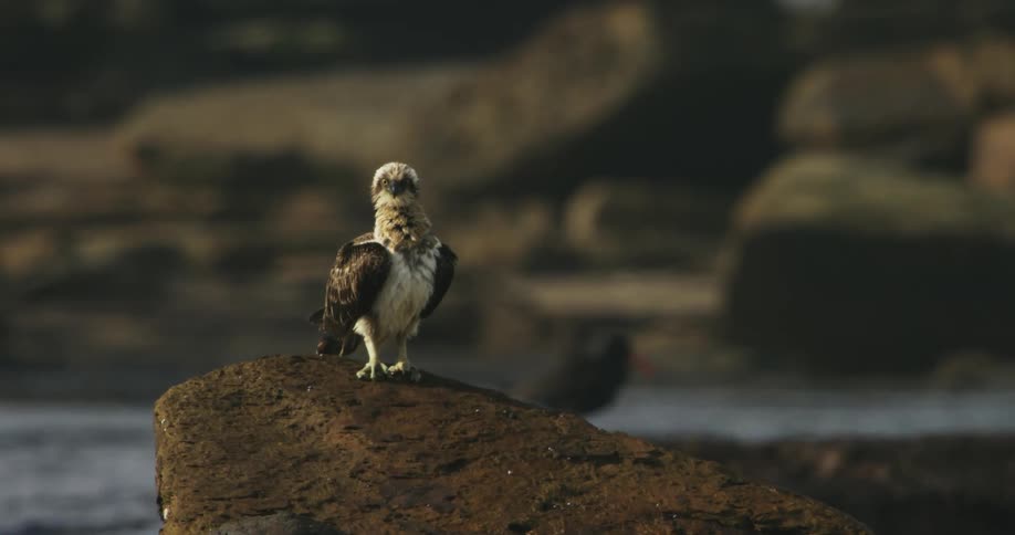 A large bird stands perched on a rock in front of flowing water
