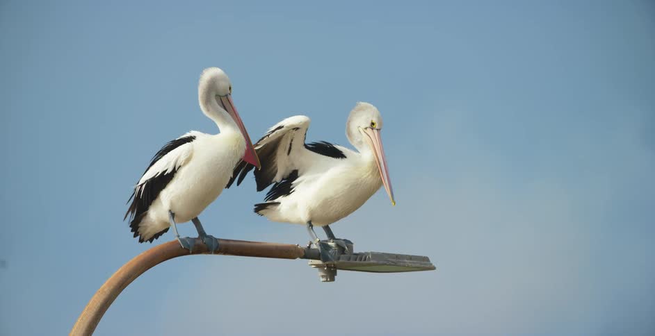 Two birds are standing on a light post during the day