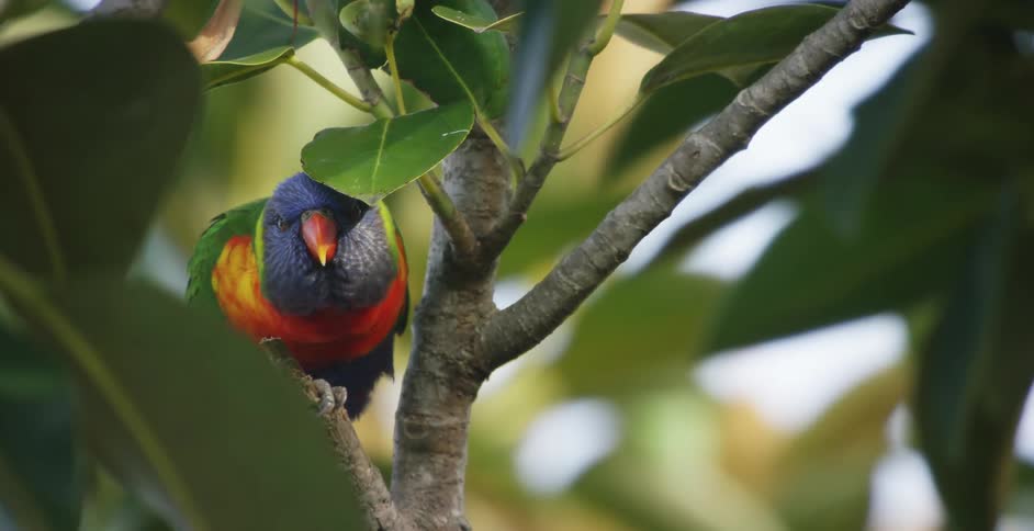 A bird is sitting on a tree branch during the day