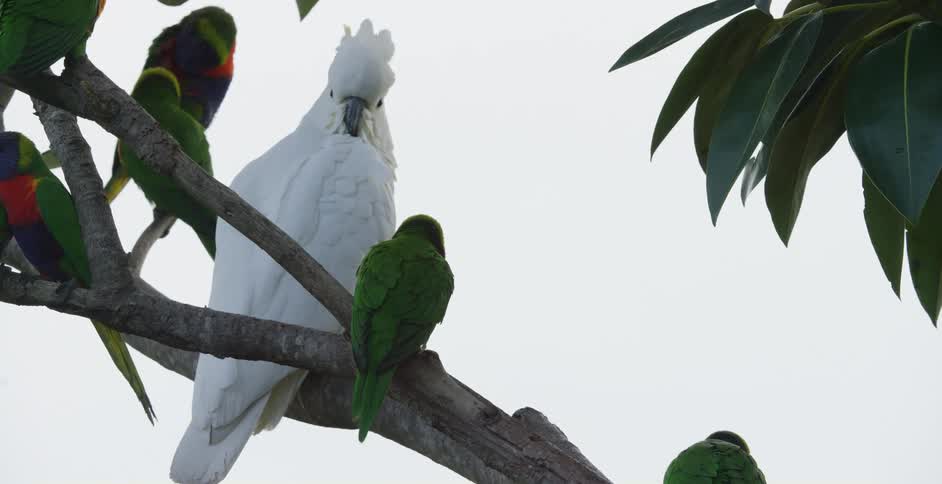 Group of birds with a cockatoo