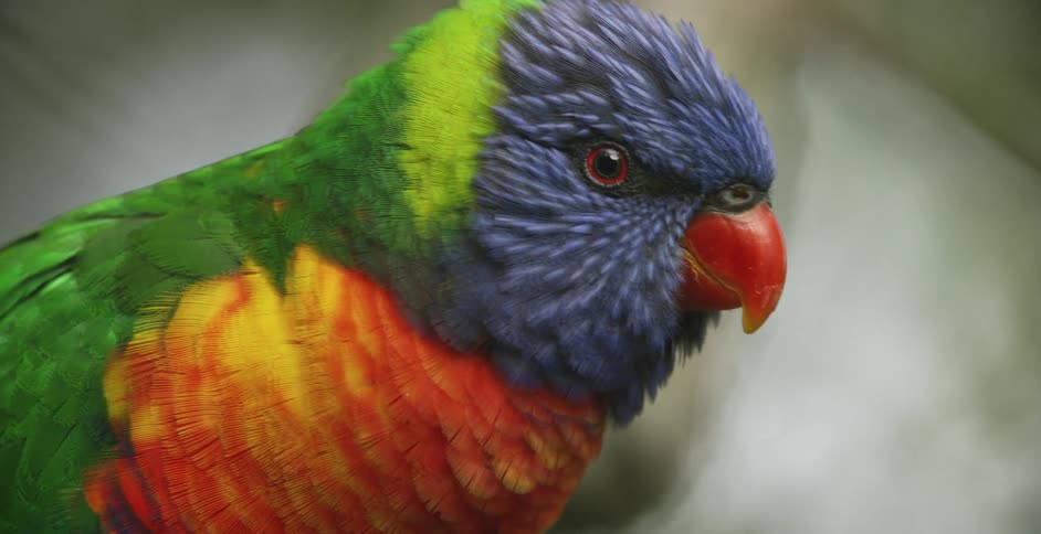 Parakeet with bright multihued feathers calls while looking around