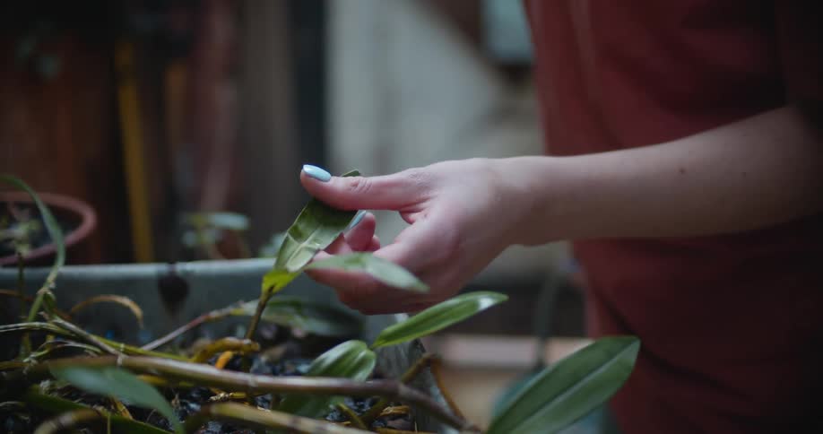 Two women touch the leaves and inspect a plant in a planter