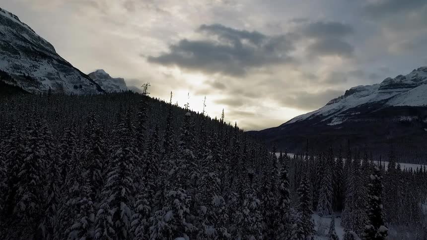 A row of trees are covered with snow