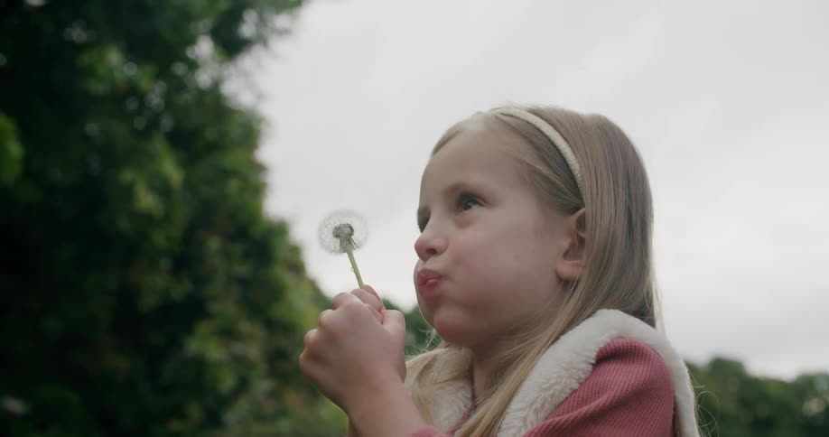 A little girl blows on a dandelion that has gone to seed