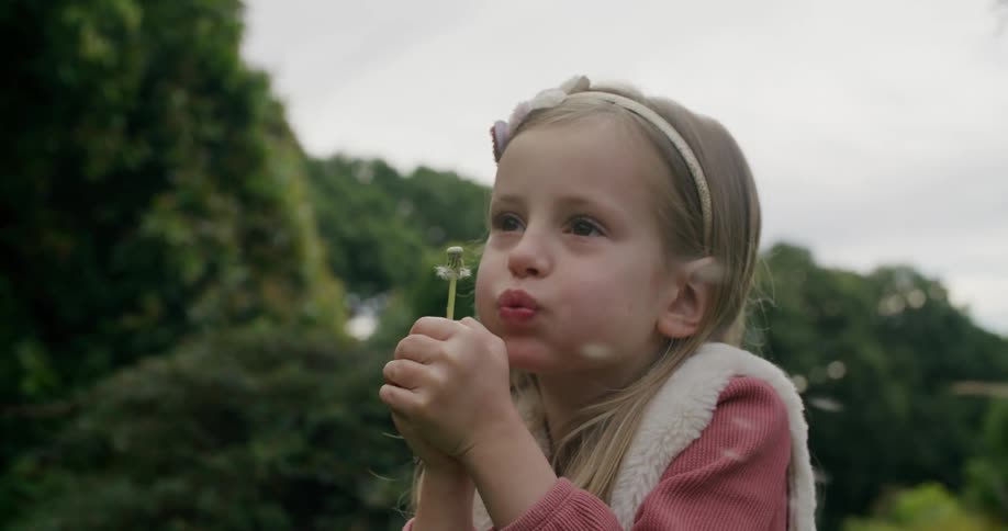 A little girl blows on a dandelion causing the seeds to fly