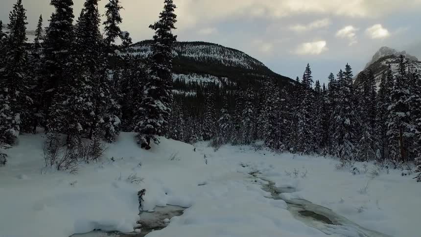 Snow covered land with trees and mountain