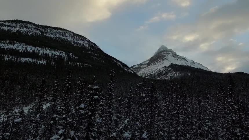 A mountain covered with snow sits behind this forest