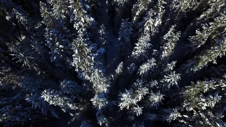Aerial view of a snowy forest from directly overhead