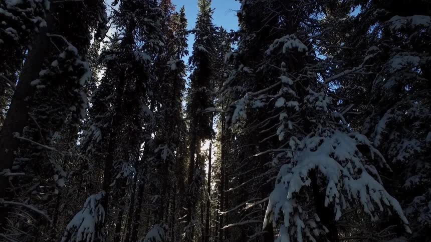 Snow covered trees in a forest in the winter