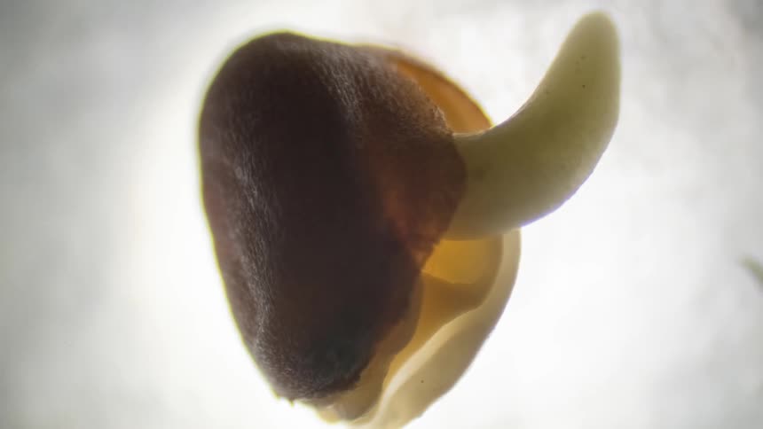 A seed starts to open and the sprout of a plant is emerging