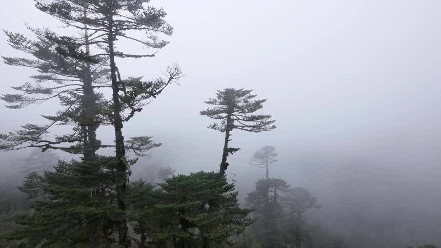 Moving over a forest on a very foggy day