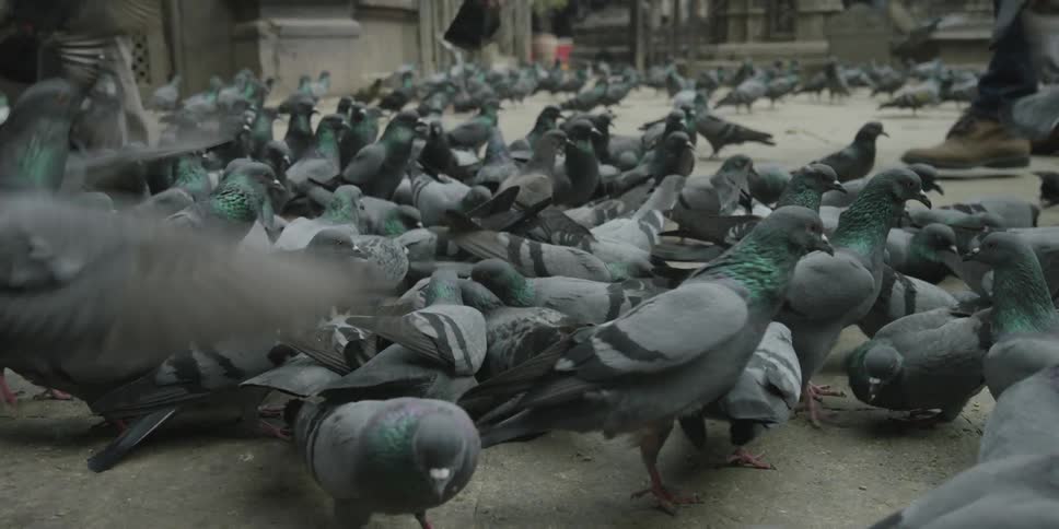 Pigeons gather and scatter as people walk through the area of the sidewalk they are in