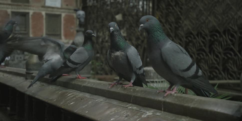 A row of pigeons are perched on a wall