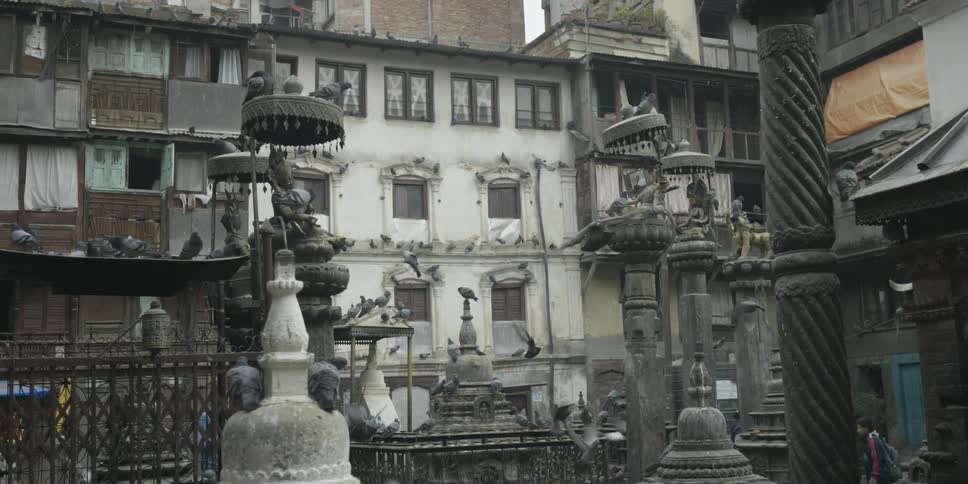 Pigeons fly around near buildings