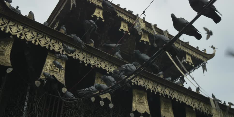Birds on a wire in front of a decorative building