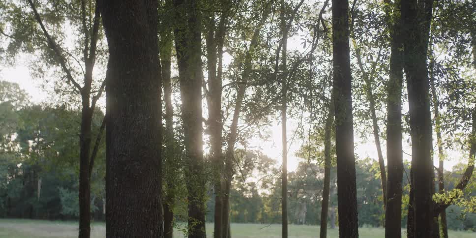 The sun shines down on trees in a grassland