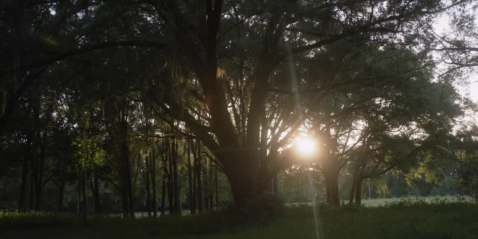 The sun is rising over the forest