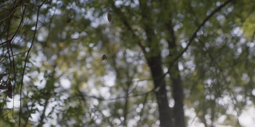 A spider and web is on a branch of a tree in spring