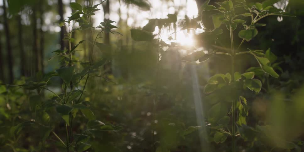 Tall weeds grow around tall trees in a forest