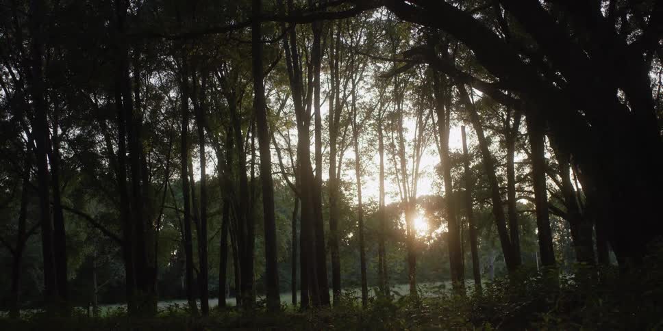 Flat land sits near the forest as the sun rises