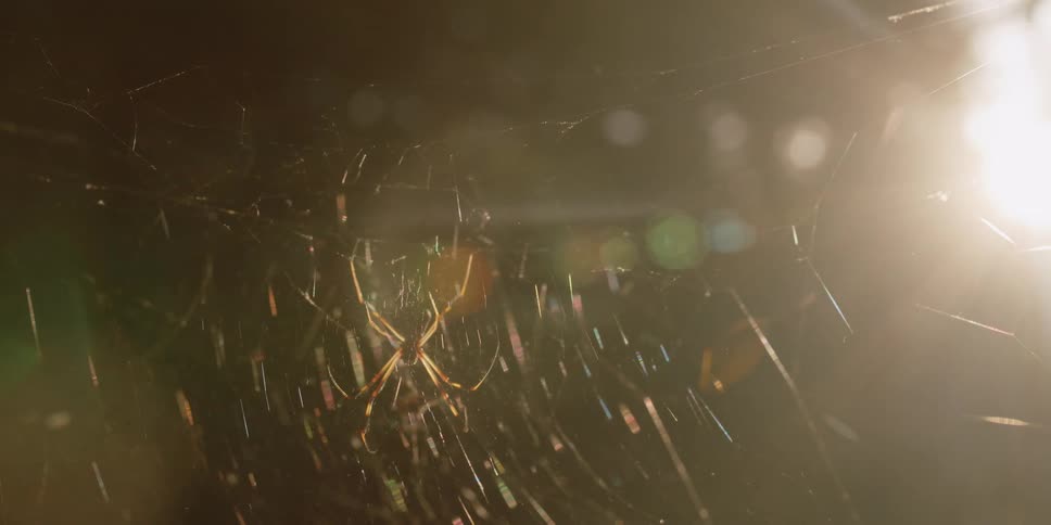 A spider is crawling on web at dusk