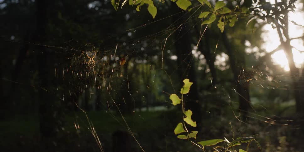 A view of a spider in its web in the forest