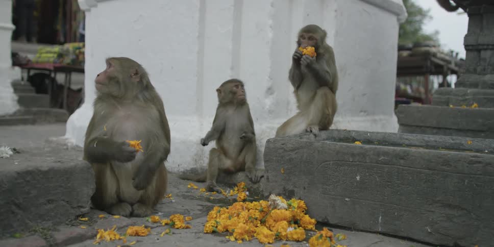 Three monkeys eating flowers