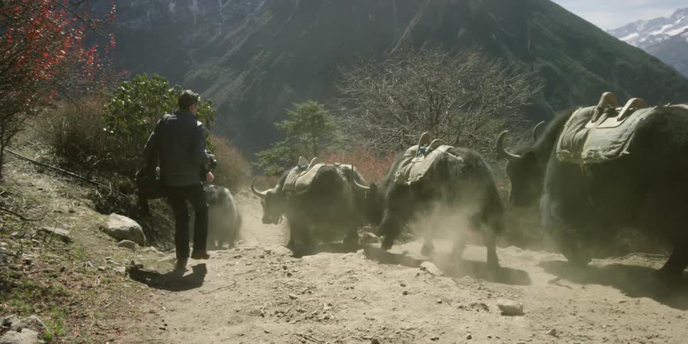 A photographer walks alongside bulls down a mountain trail and photographs