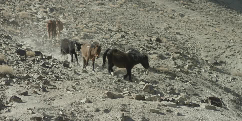 A small herd of mammals walk through a rocky landscape
