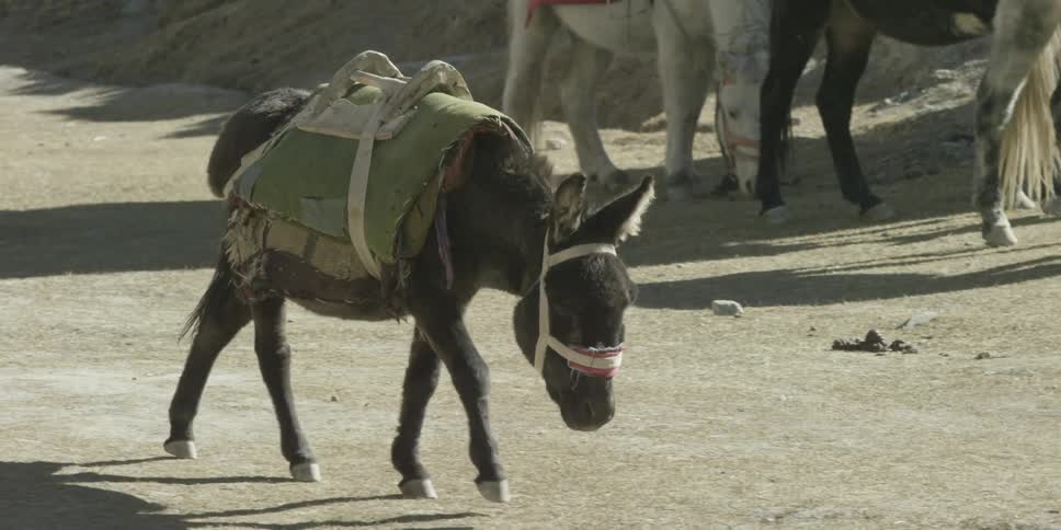 A donkey is walking slowly on a sunny day
