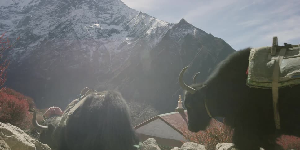 Animals walk along a hill by a house