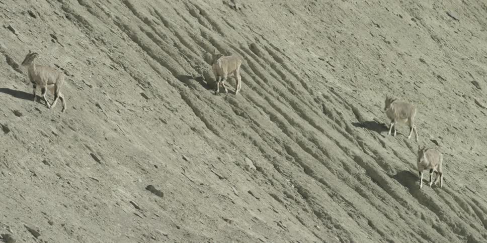 Goats walking on the side of a mountain