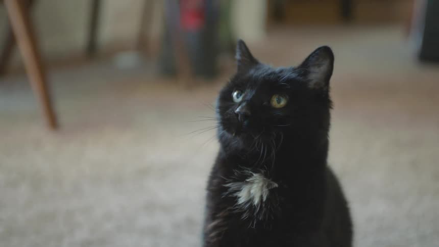 A black cat meows at its owner while waiting to be fed