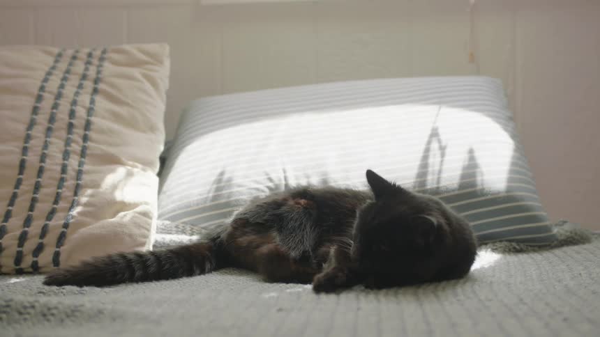 Black cat lays on a bed near the pillows