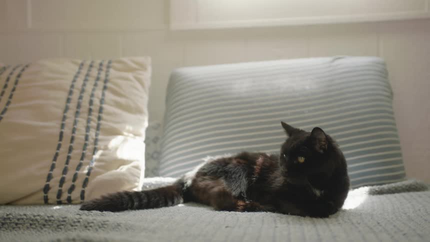 A cat is laying on a bed and looking around