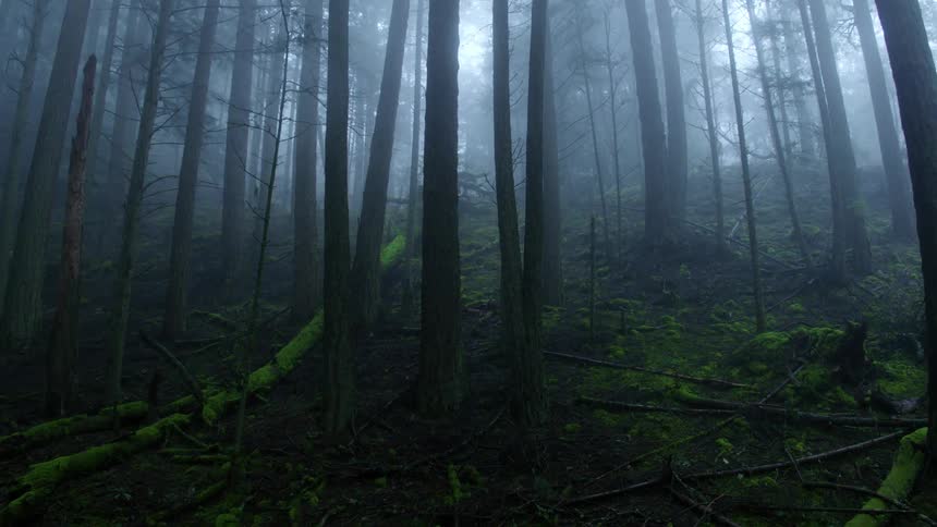 Fog is hanging amid the trees in a forest in daylight