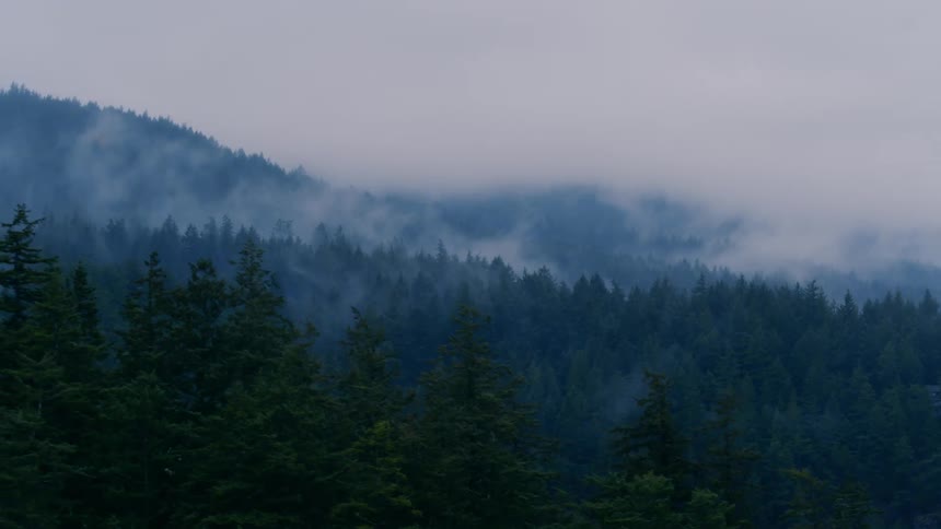 Fog rolls over the tops of trees