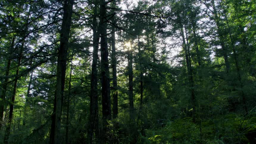 Sun shines through the trees in the woods