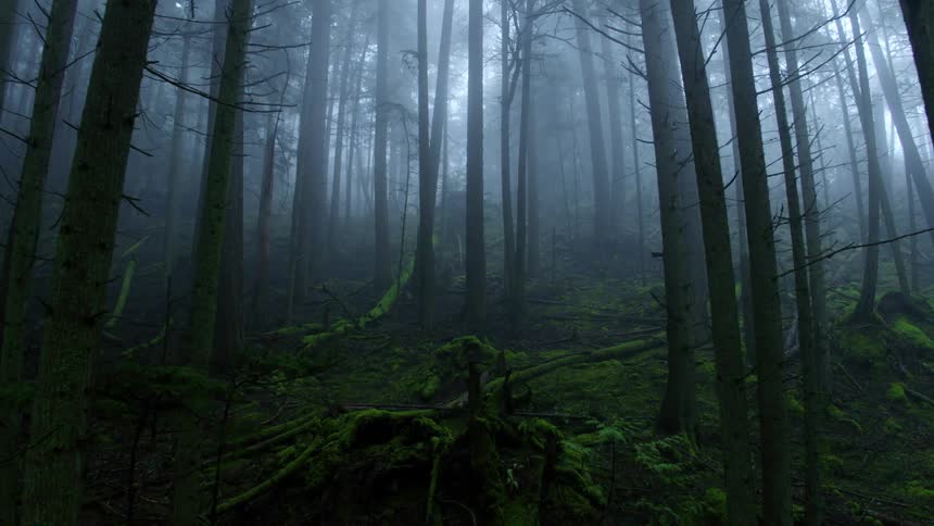A forest with trees and plants with the sky and clouds in the background