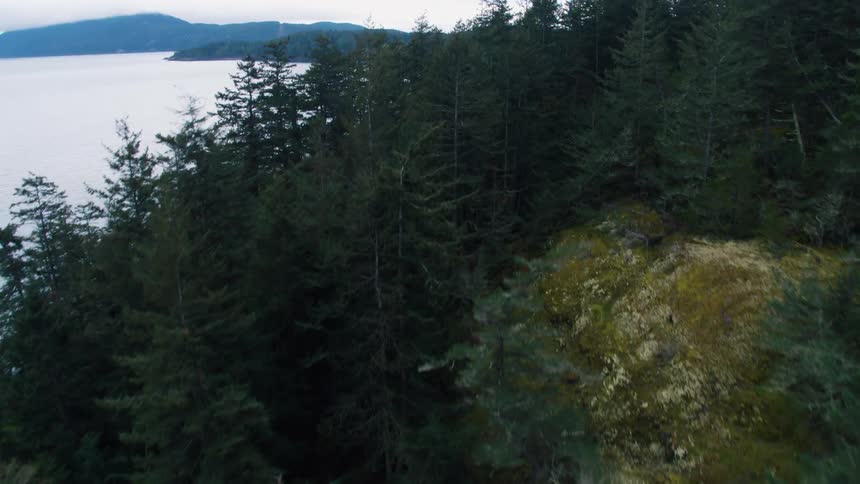 An aerial view of a forest and a lake