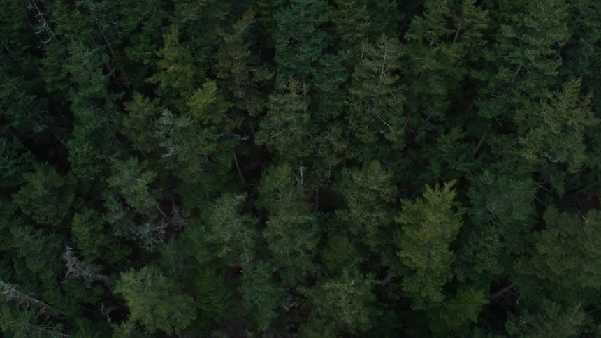 The forest is dense and green