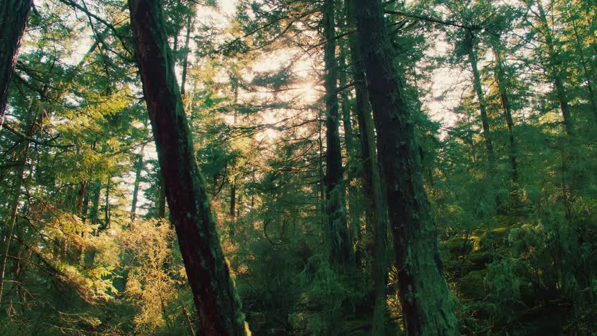 Sun glares through woods covering slope