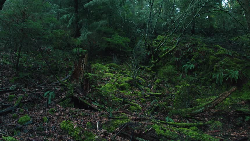 Moss and undergrowth cover fallen trees on forest slope