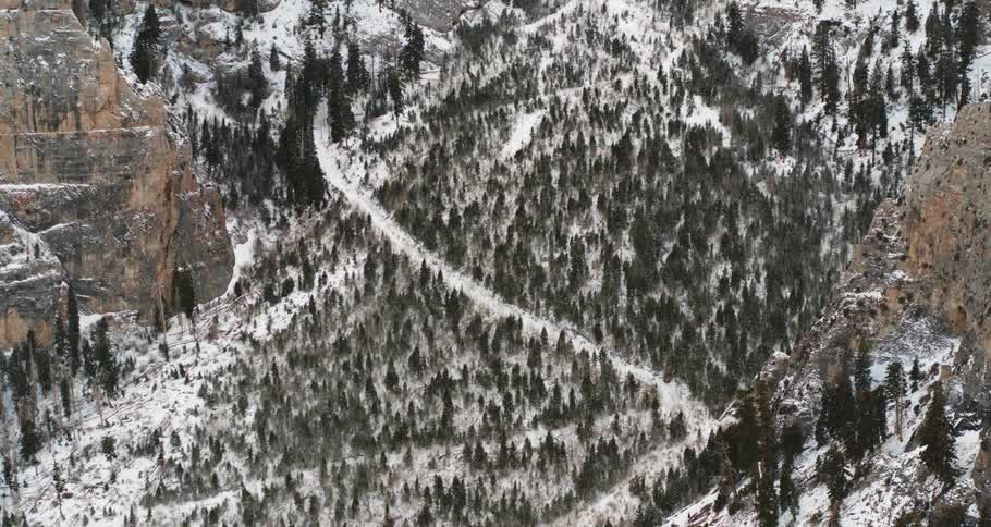 Trees on the snow covered land near a mountain